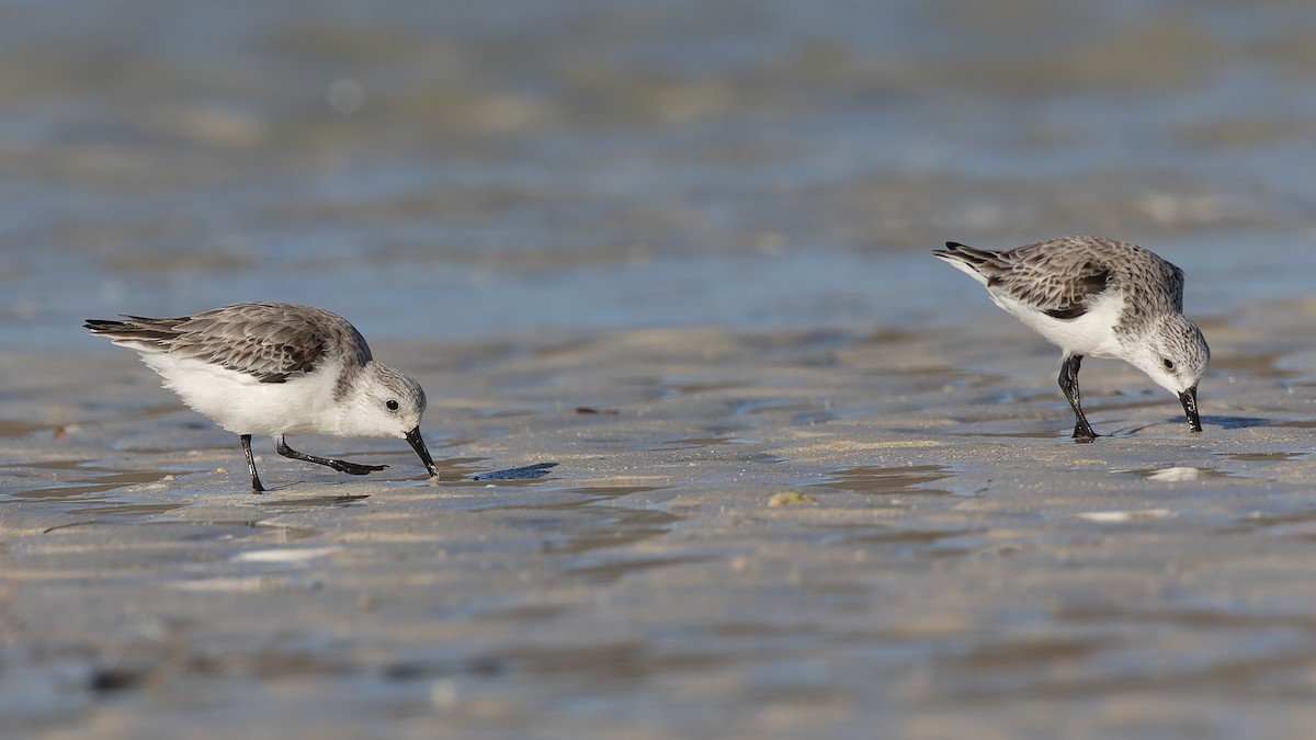 Sanderling - ML638509166