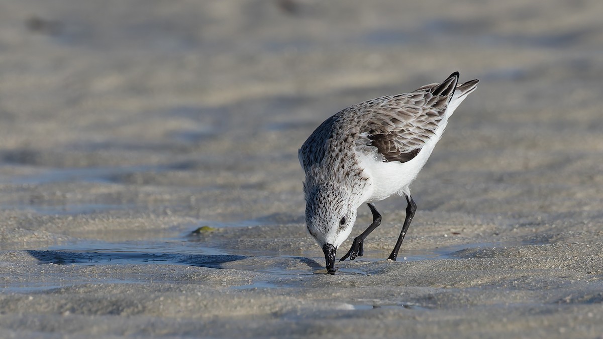Sanderling - ML638509167