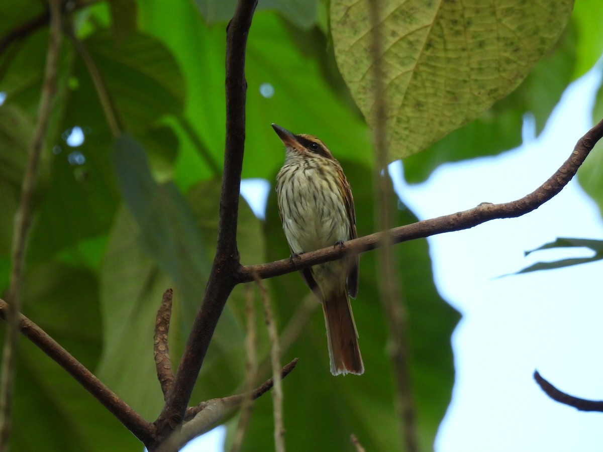 Streaked Flycatcher - ML638509168