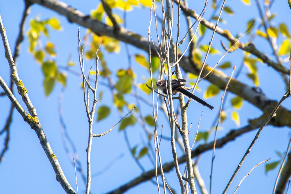 Long-tailed Tit - ML638509174