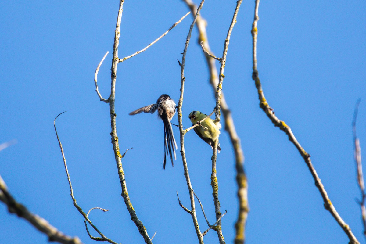Long-tailed Tit - ML638509175