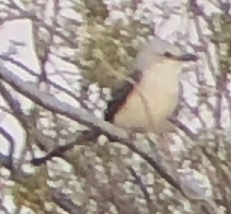 Scissor-tailed Flycatcher - ML638509176