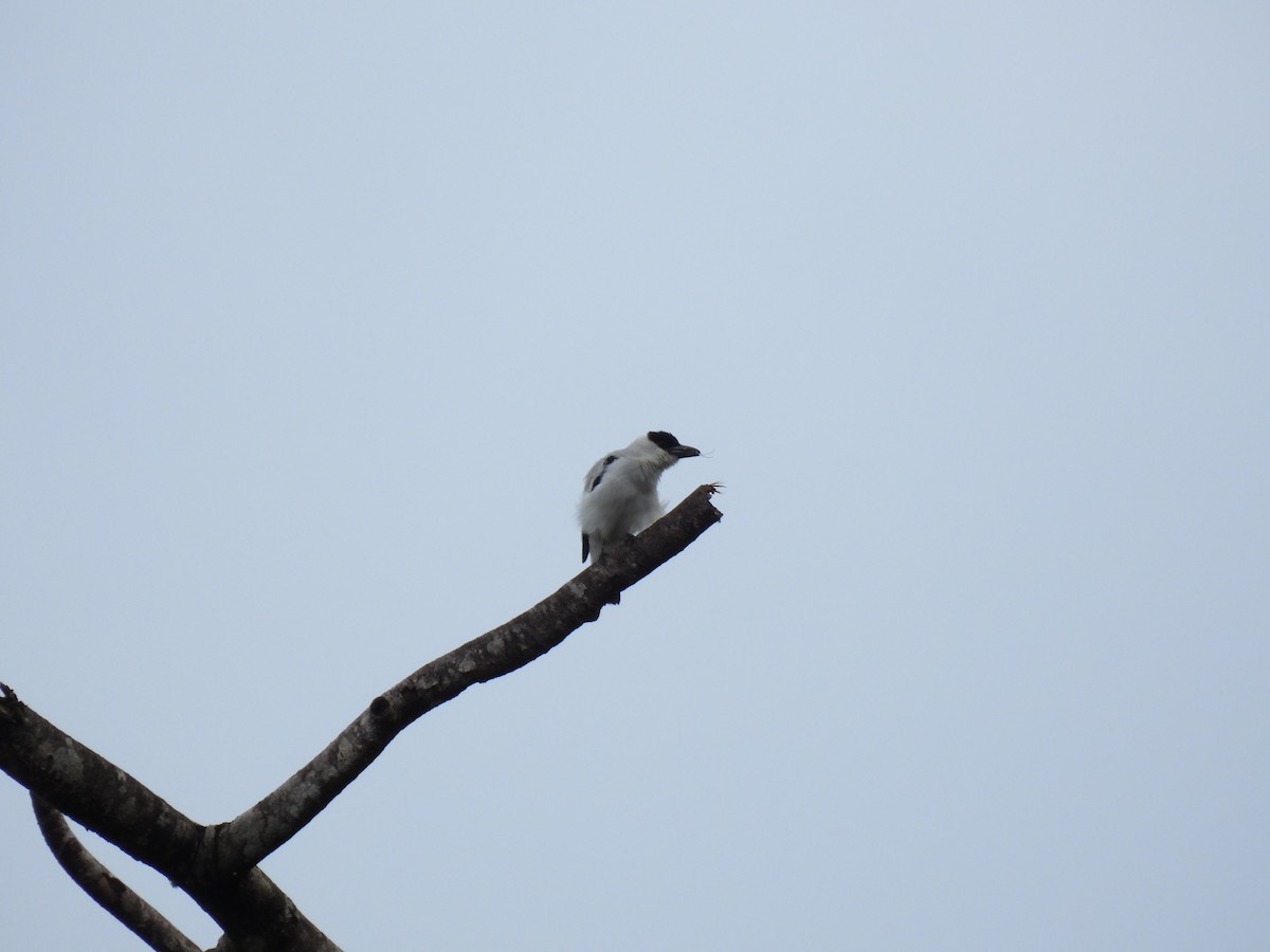 Black-crowned Tityra - ML638509178
