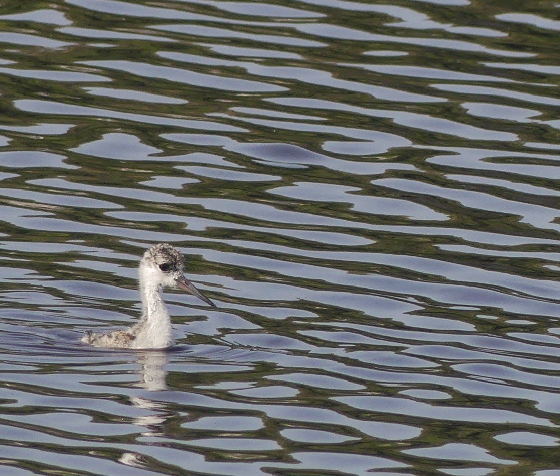 Black-necked Stilt - ML638509179