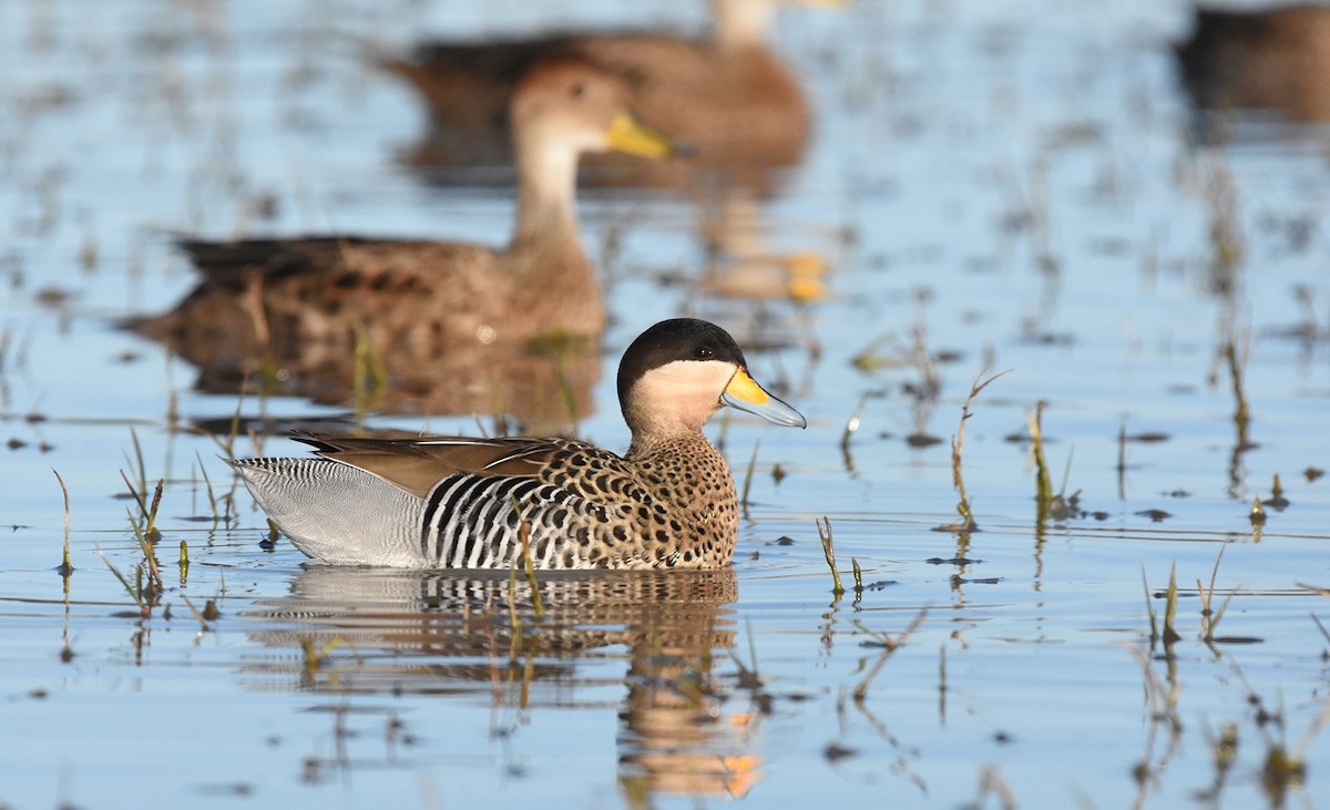 Разноцветный чирок - ML638509180