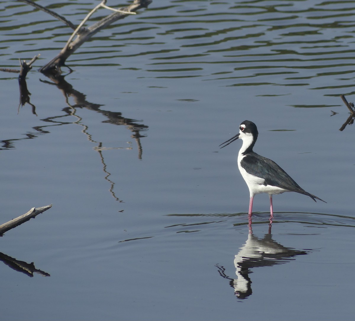 Black-necked Stilt - ML638509185