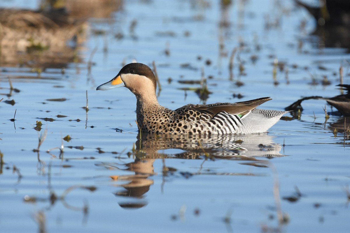 Разноцветный чирок - ML638509190