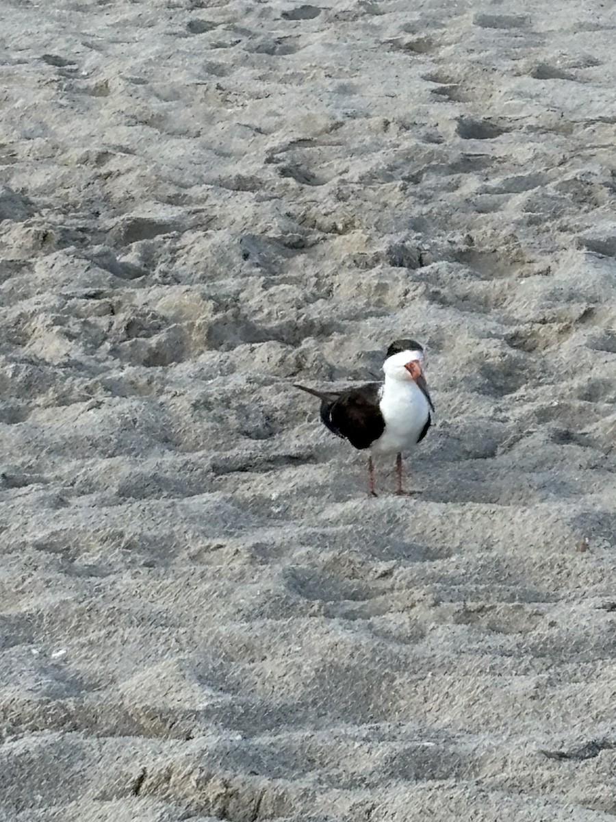 Black Skimmer - ML638509202