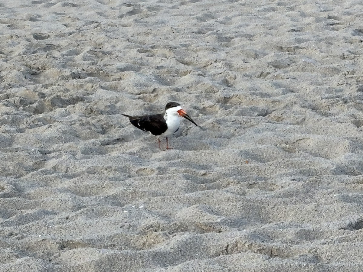 Black Skimmer - ML638509203