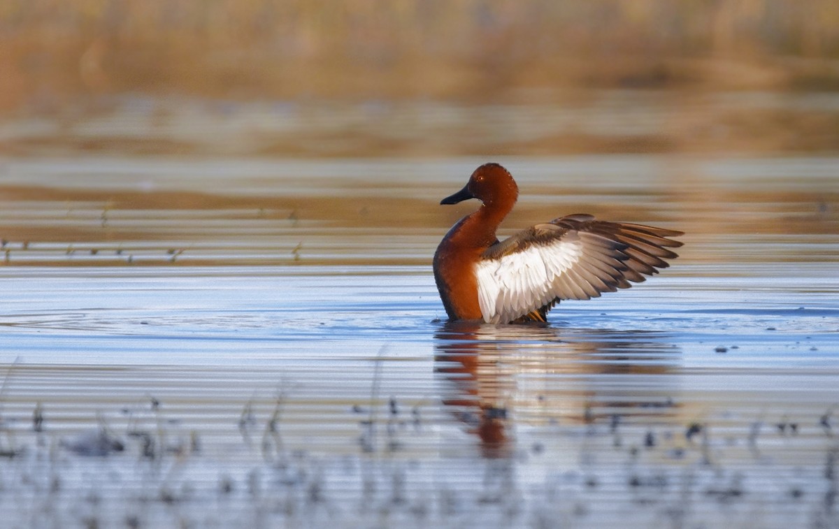 Коричневый чирок - ML638509207