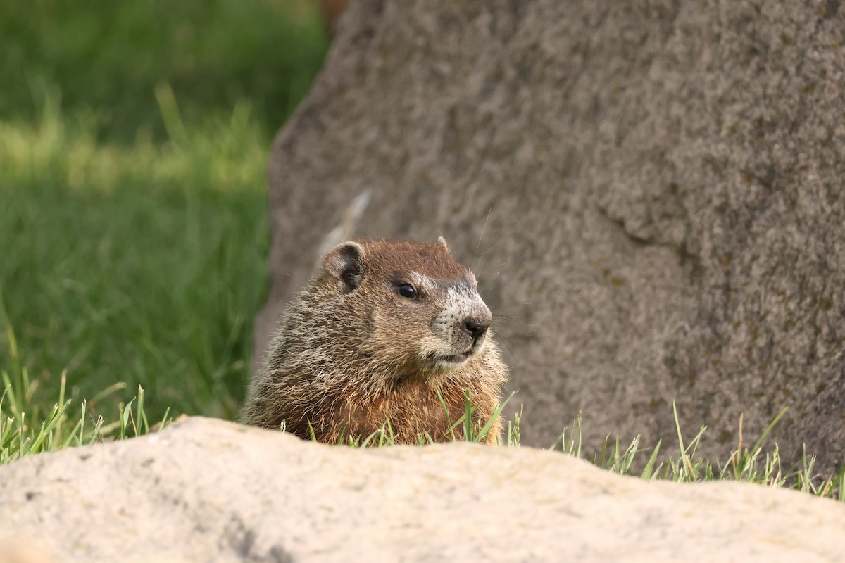 Marmots - ML638509208