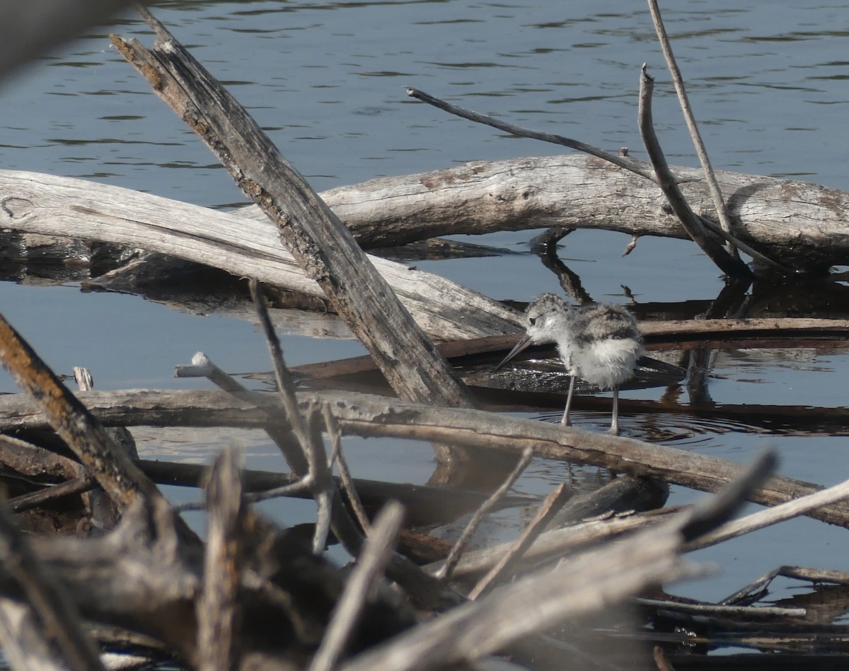 Black-necked Stilt - ML638509215