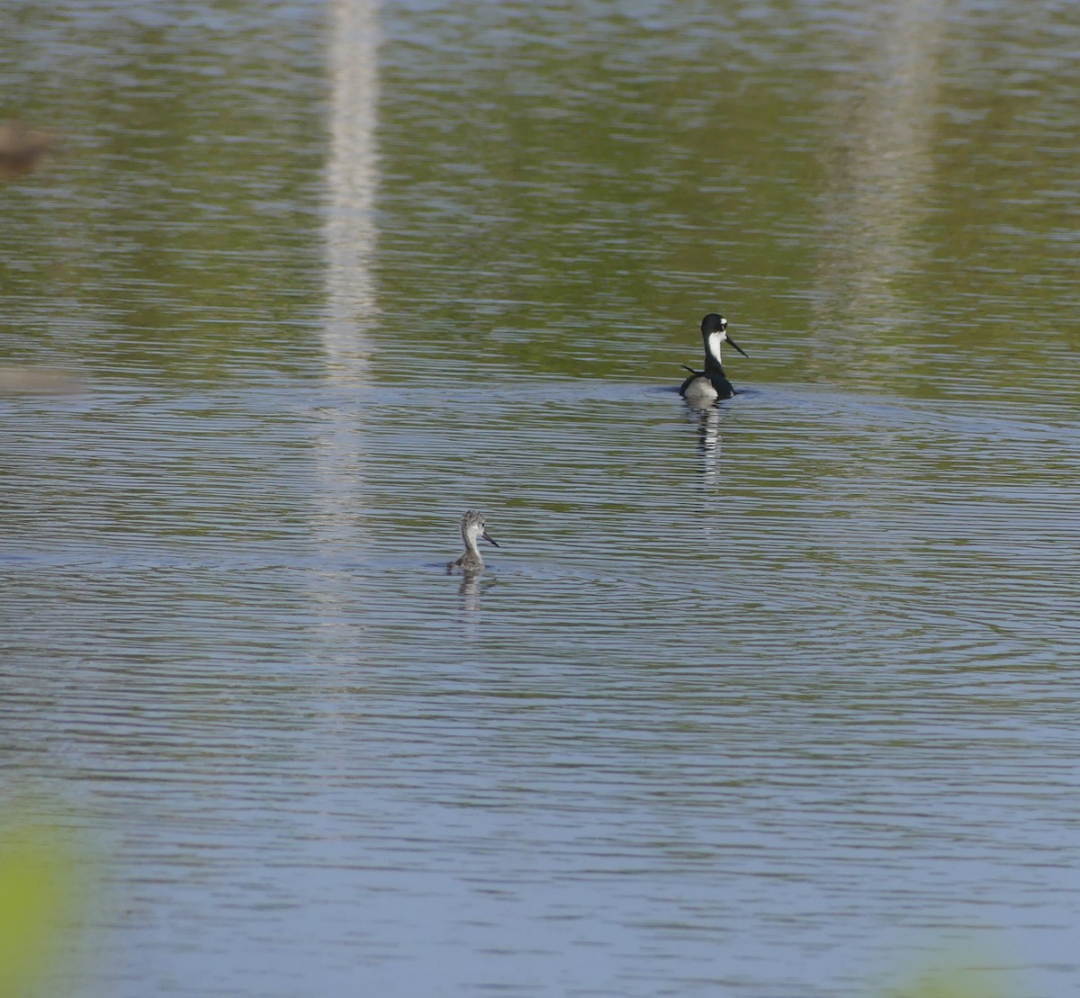 Black-necked Stilt - ML638509216