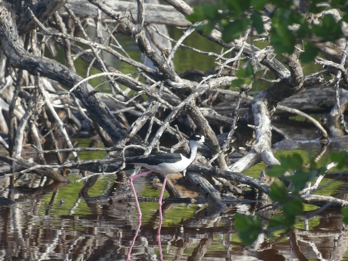 Black-necked Stilt - ML638509217