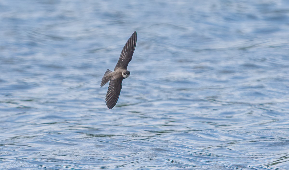 Tree Swallow - ML638509218