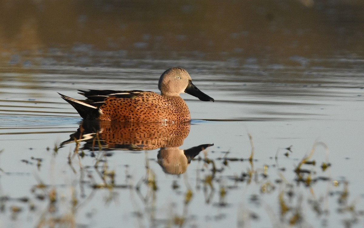 Красная широконоска - ML638509228