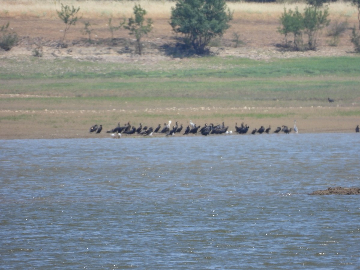 Great Cormorant - ML638509241
