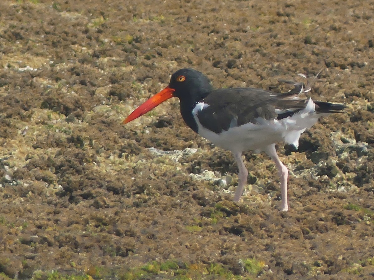 American Oystercatcher - ML638509243