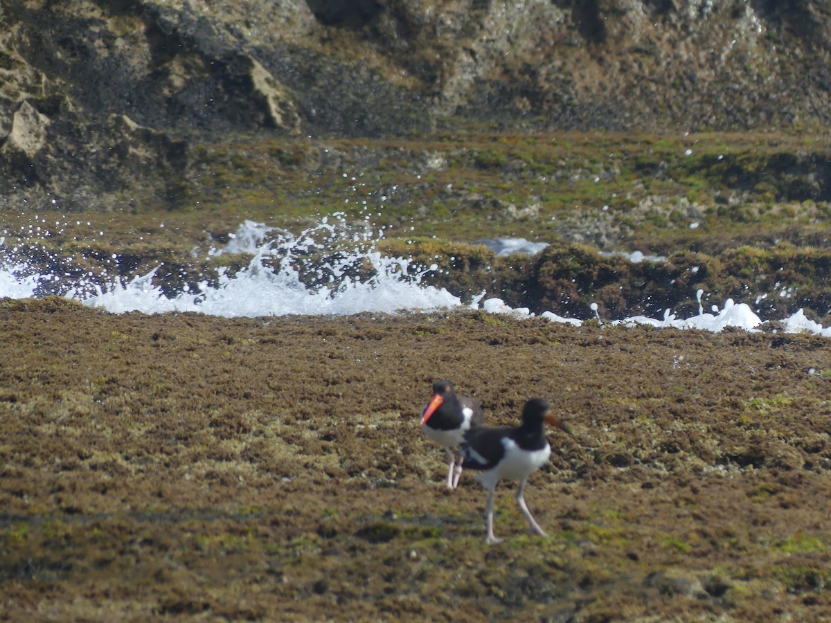 American Oystercatcher - ML638509264