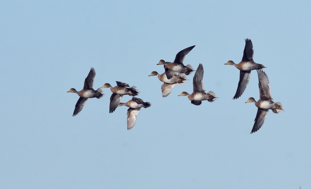Yellow-billed Pintail - ML638509266