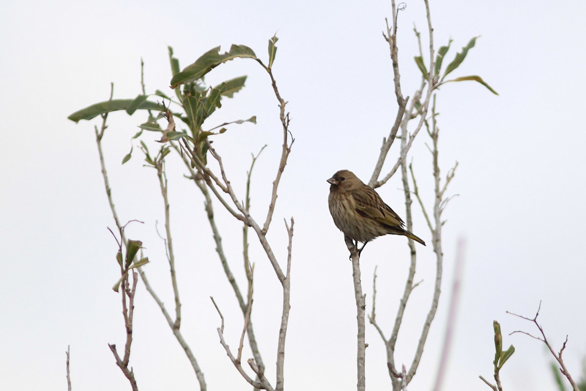 Saffron Finch - ML638509267