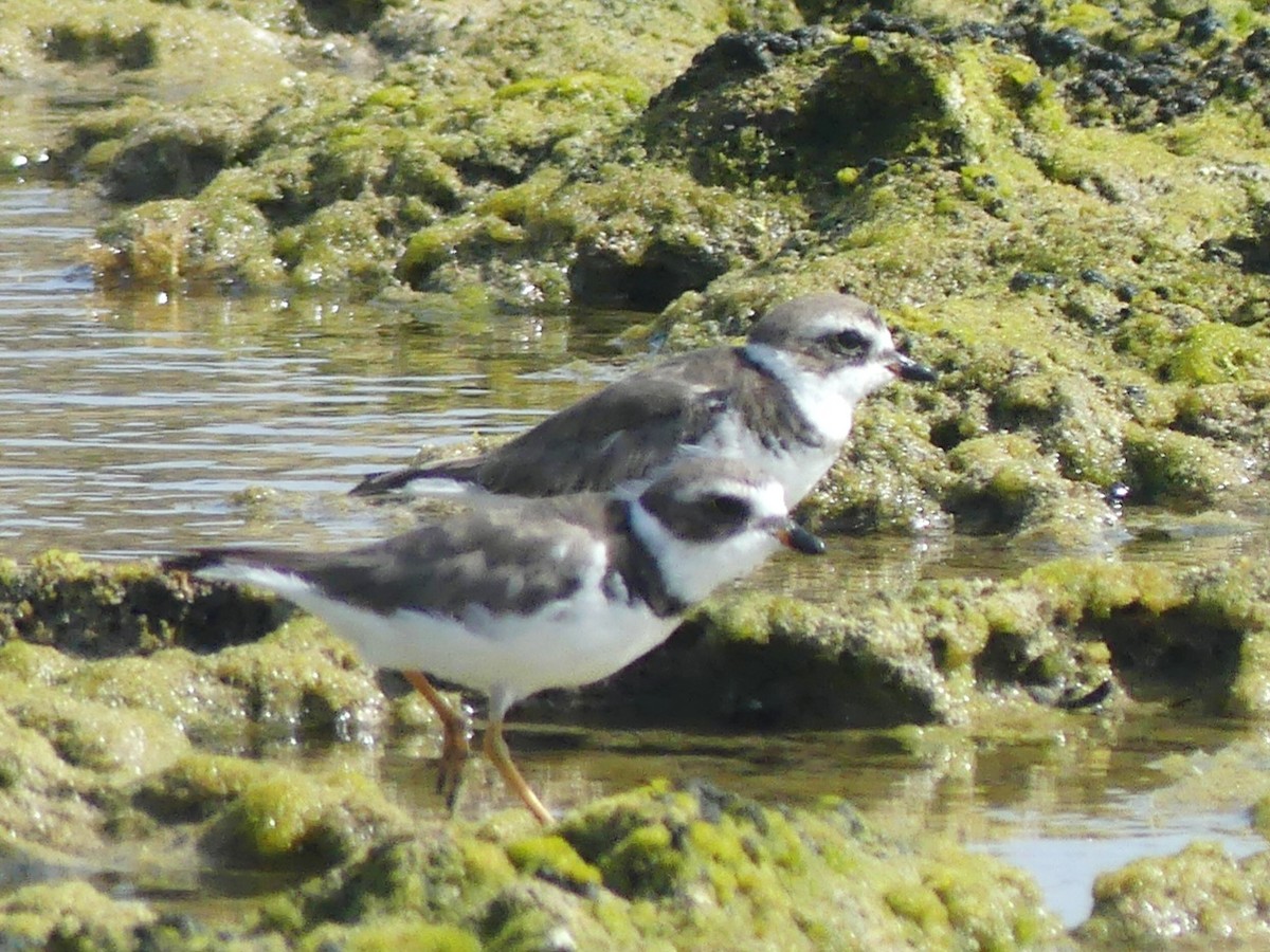 Semipalmated Plover - ML638509275