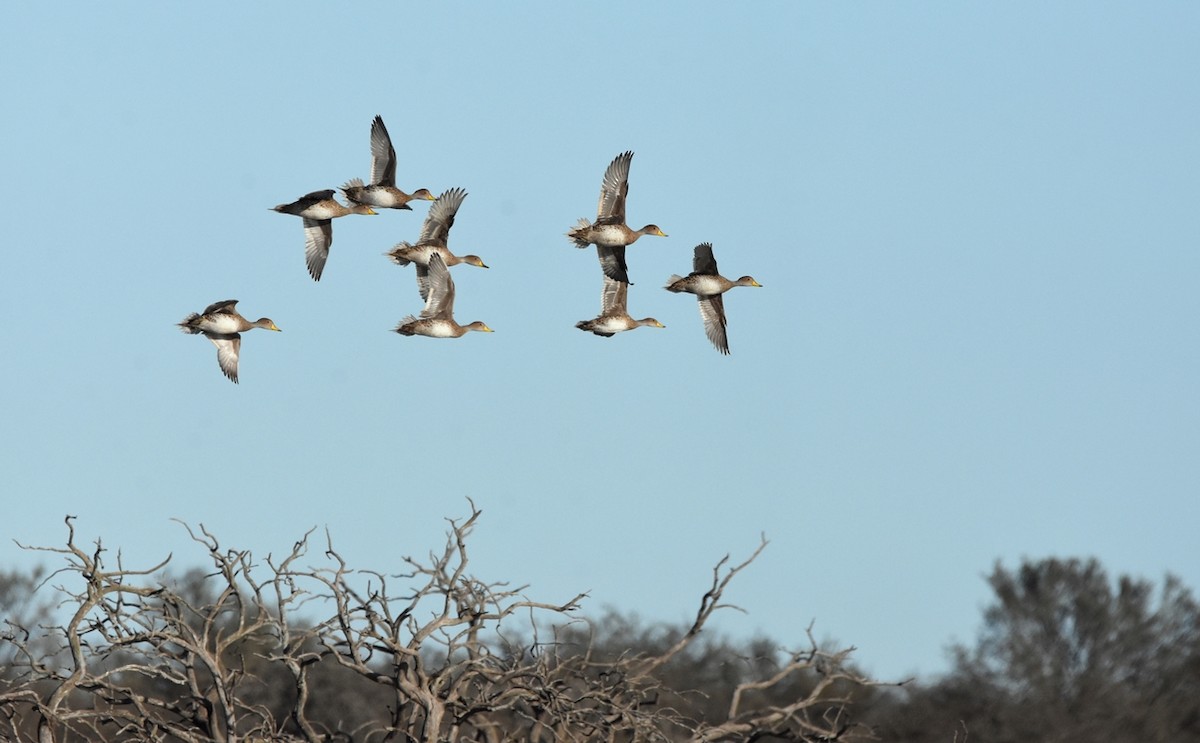 Yellow-billed Pintail - ML638509277