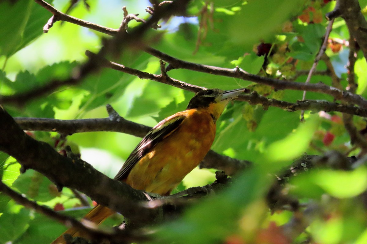 Baltimore Oriole - ML638509279