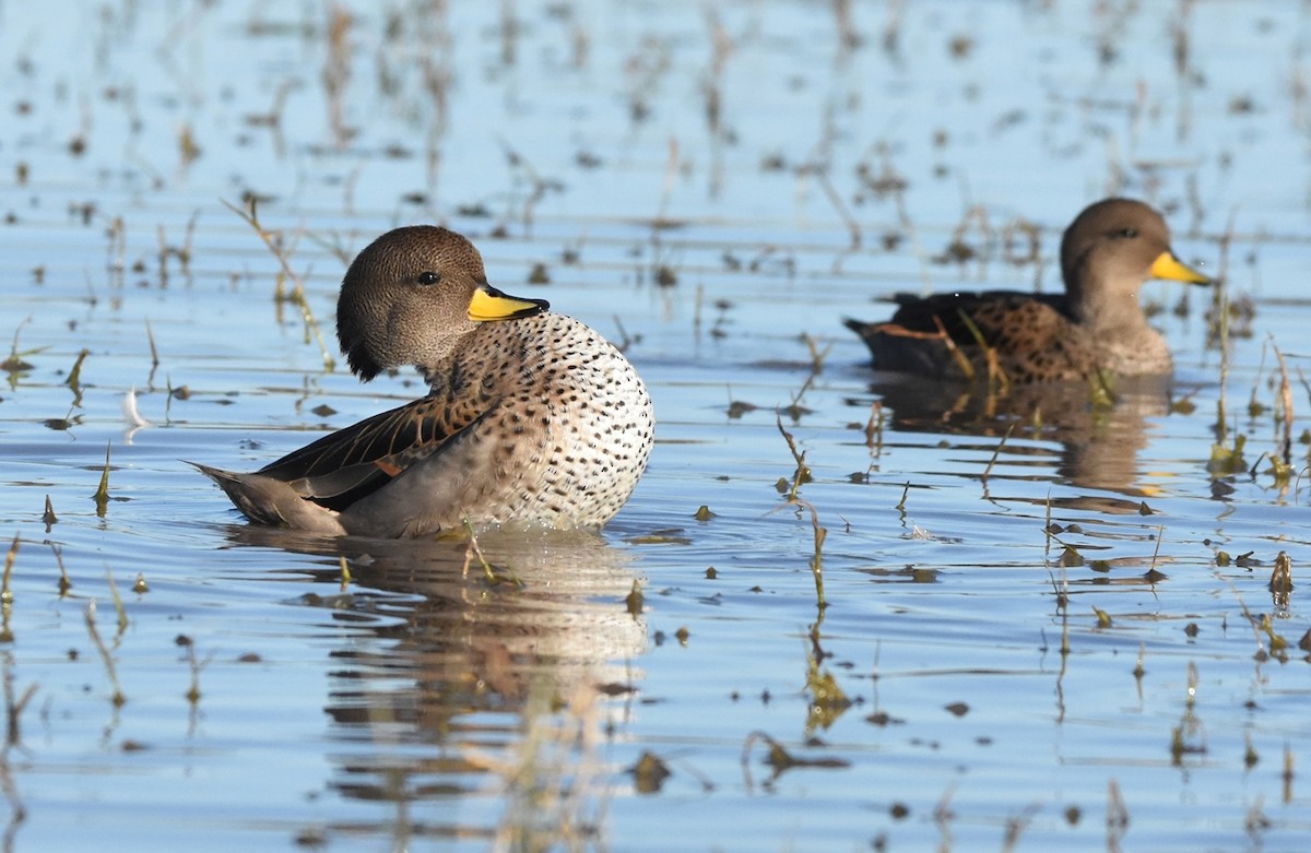 Желтоклювый чирок - ML638509283