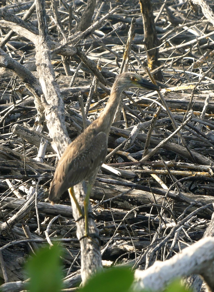 Krabbenreiher - ML638509286
