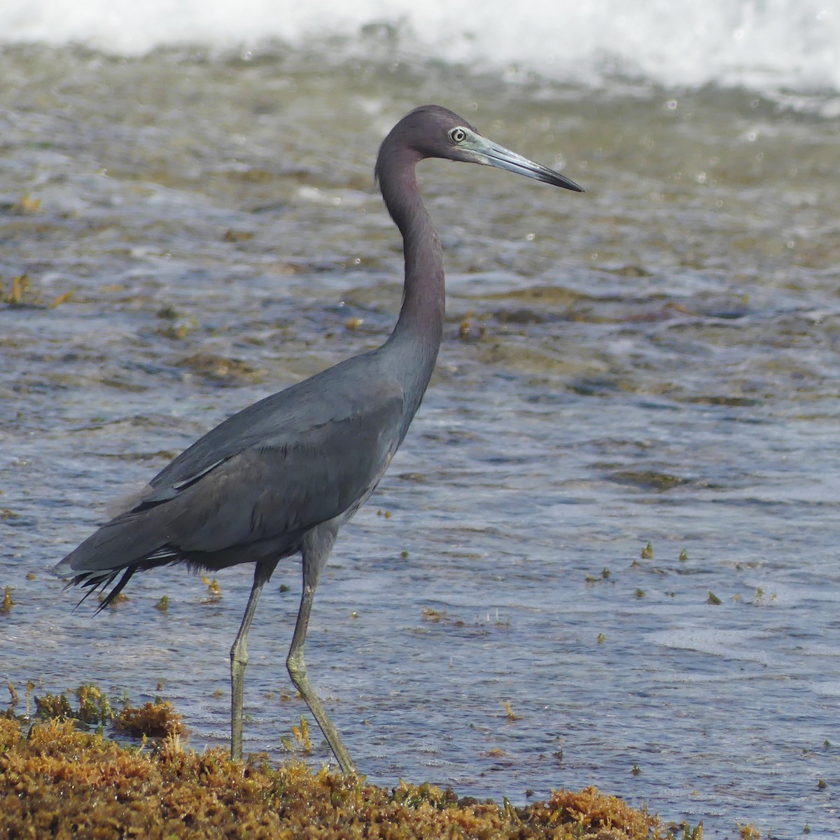 Little Blue Heron - ML638509292