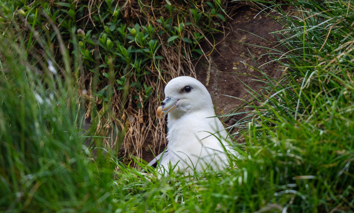 Northern Fulmar - ML638509294