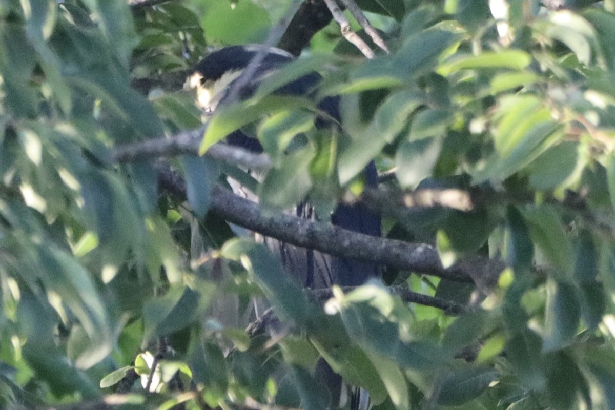 Black-crowned Night Heron - ML638509297