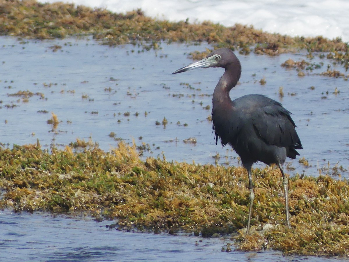 Little Blue Heron - ML638509299