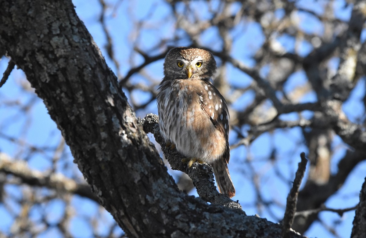 Южный сычик - ML638509312