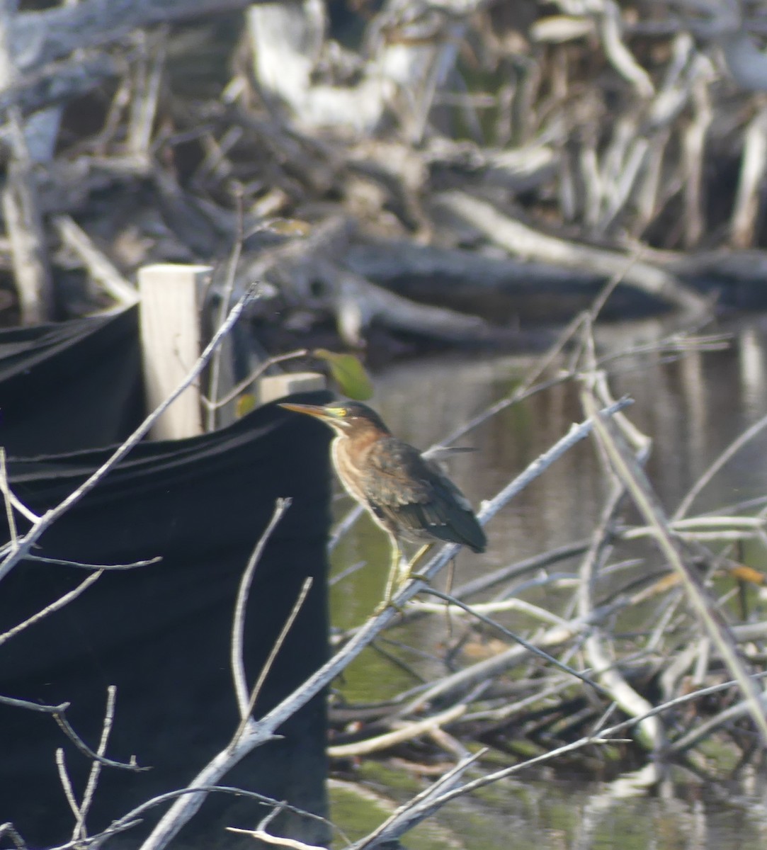 Green Heron - ML638509313