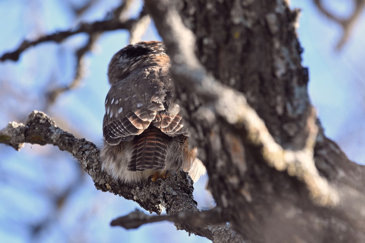 Южный сычик - ML638509325