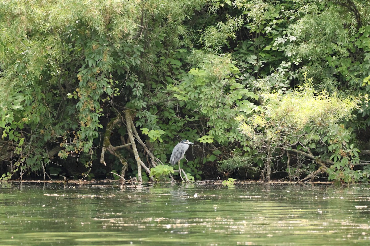 Yellow-crowned Night Heron - ML638509327