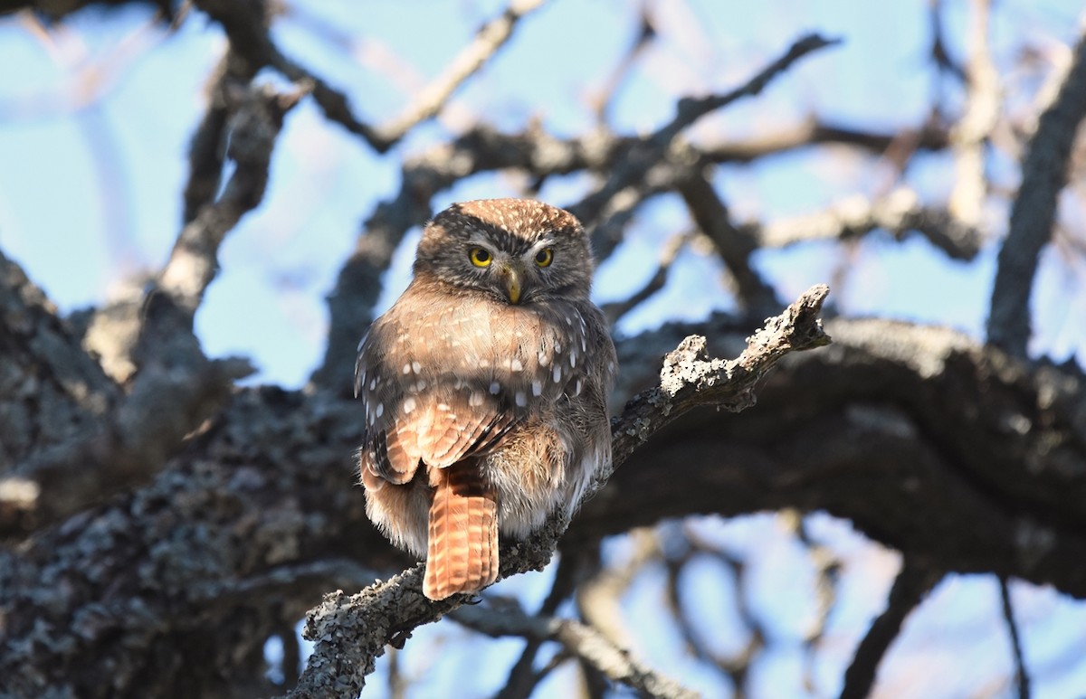 Южный сычик - ML638509333