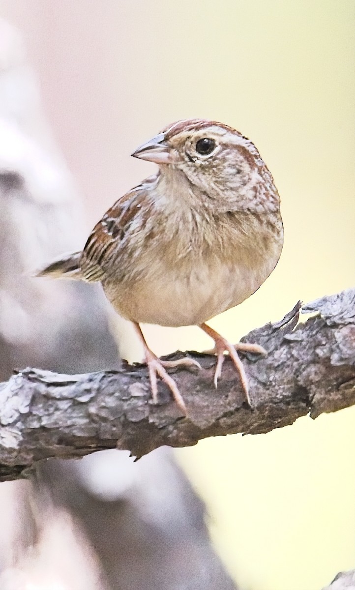 Bachman's Sparrow - ML638509347
