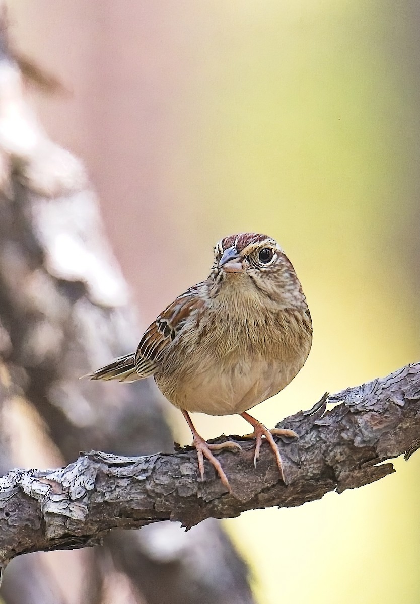 Bachman's Sparrow - ML638509348