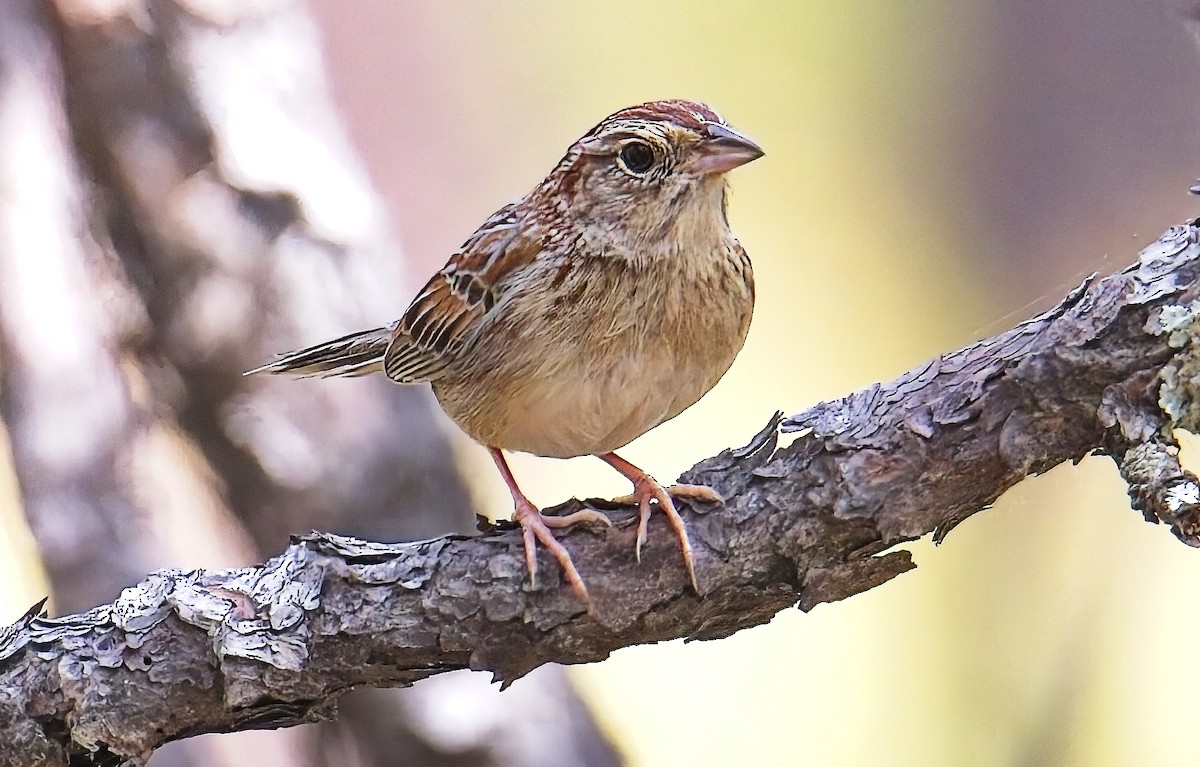 Bachman's Sparrow - ML638509349