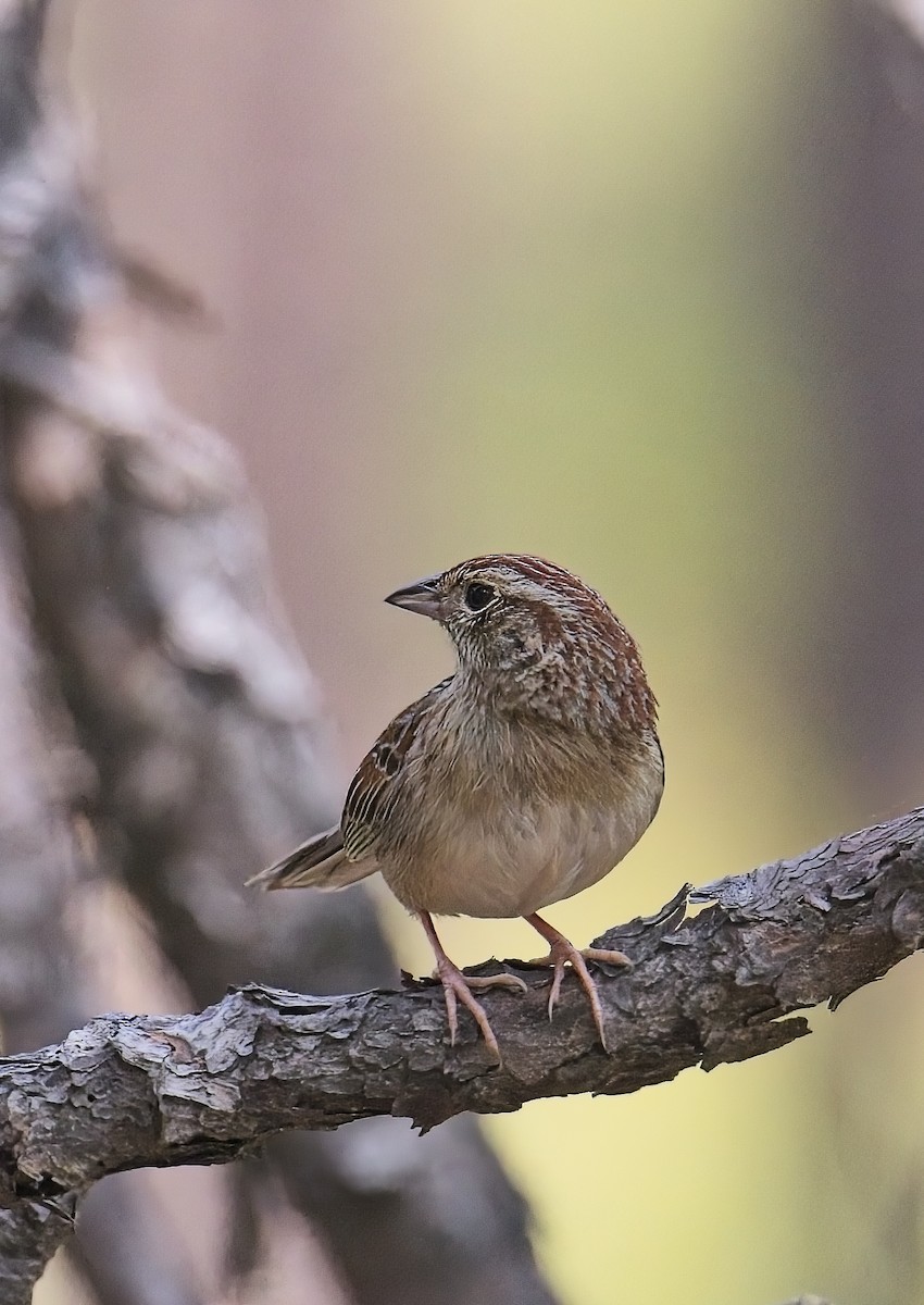 Bachman's Sparrow - ML638509351