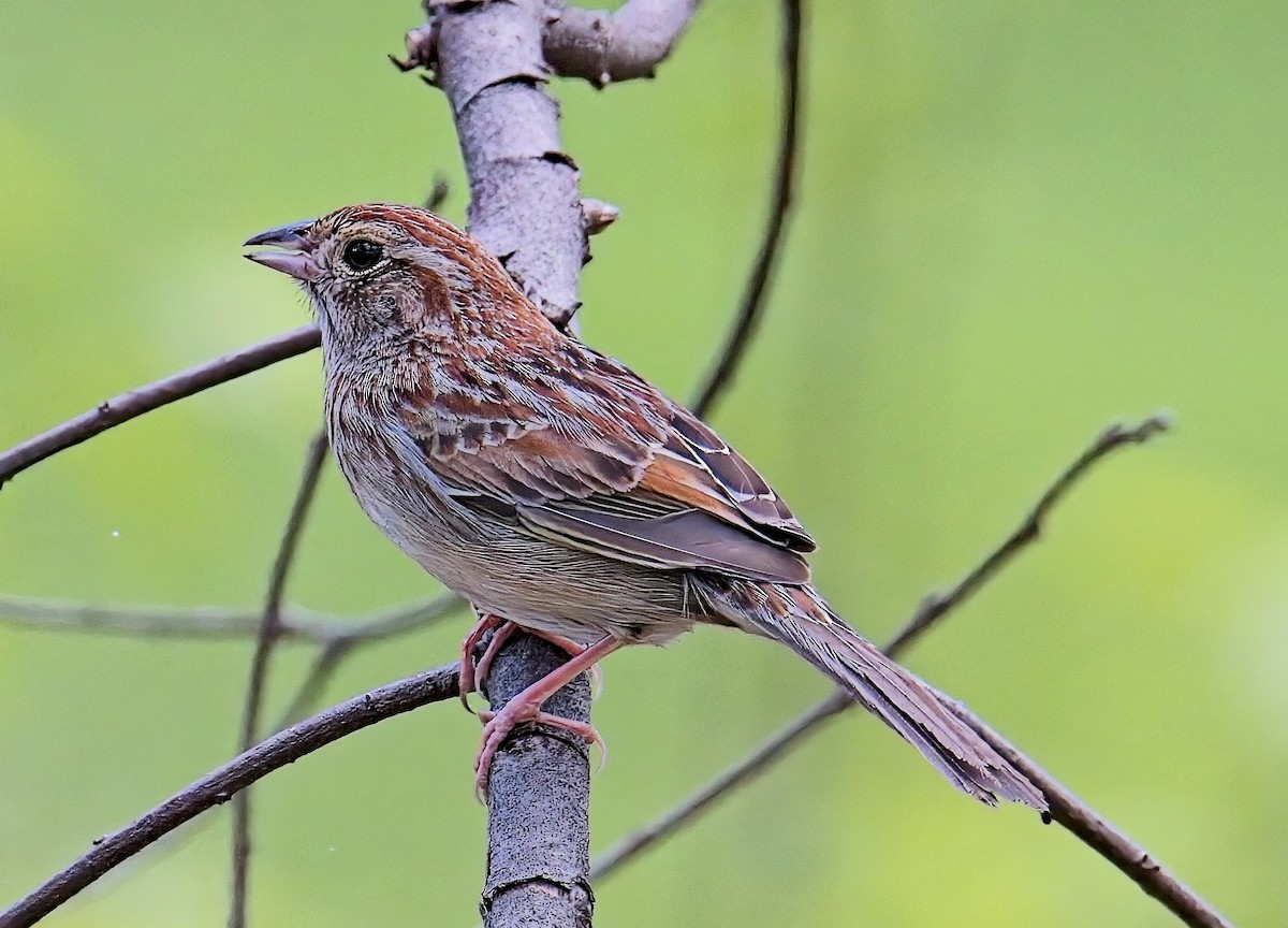 Bachman's Sparrow - ML638509353