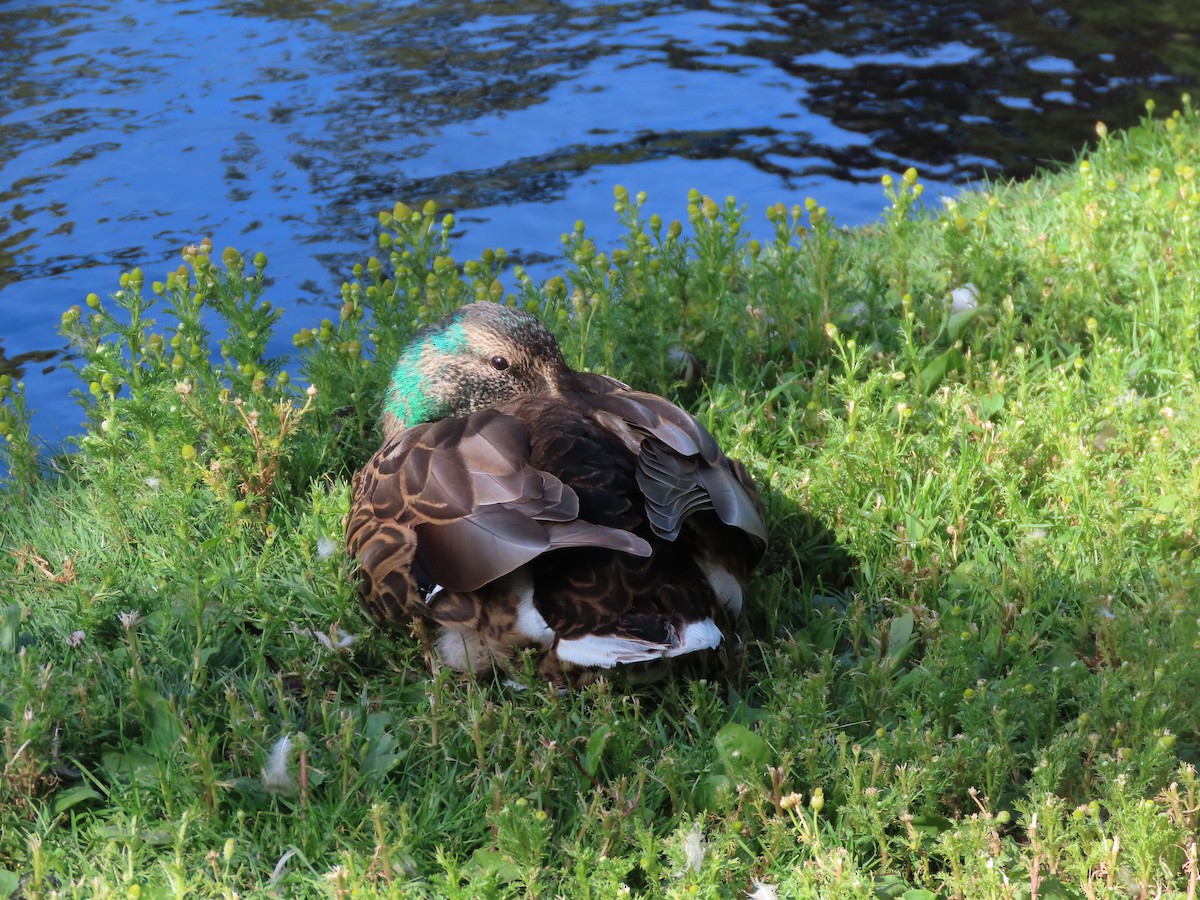 Stockente - ML638509370