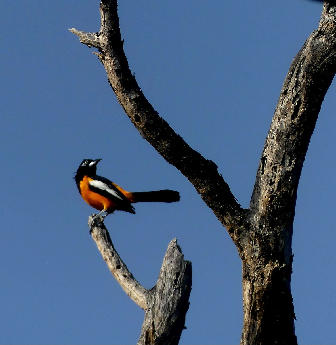 Venezuelan Troupial - ML638509372