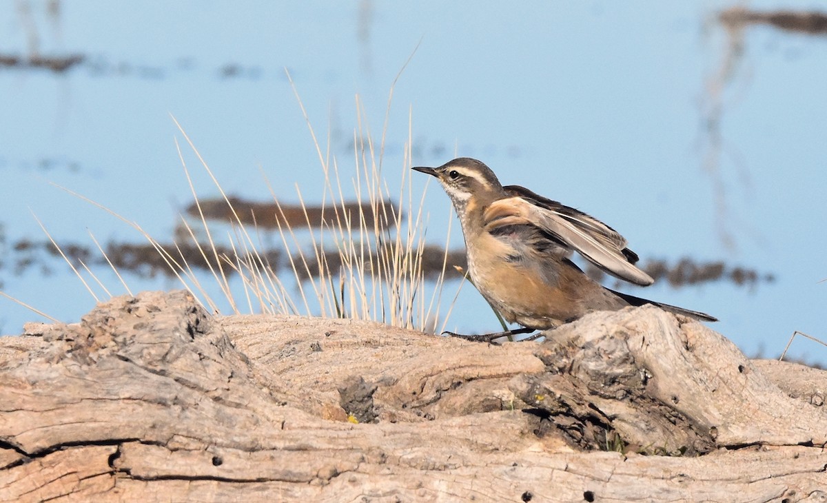 Буроспинная трясохвостка - ML638509378