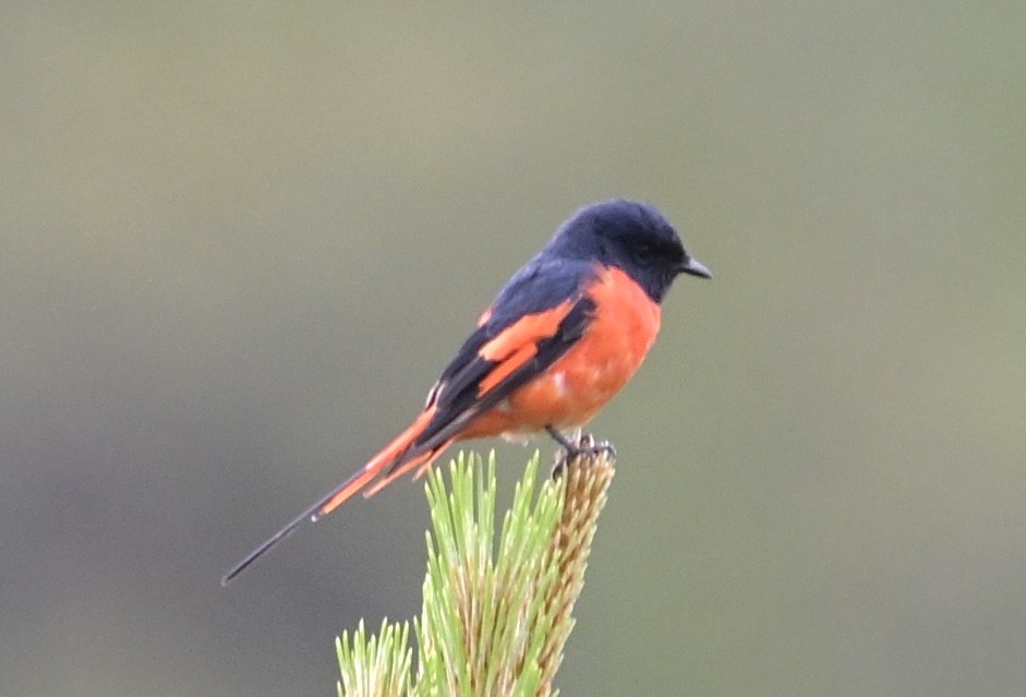 Long-tailed Minivet - ML638509382