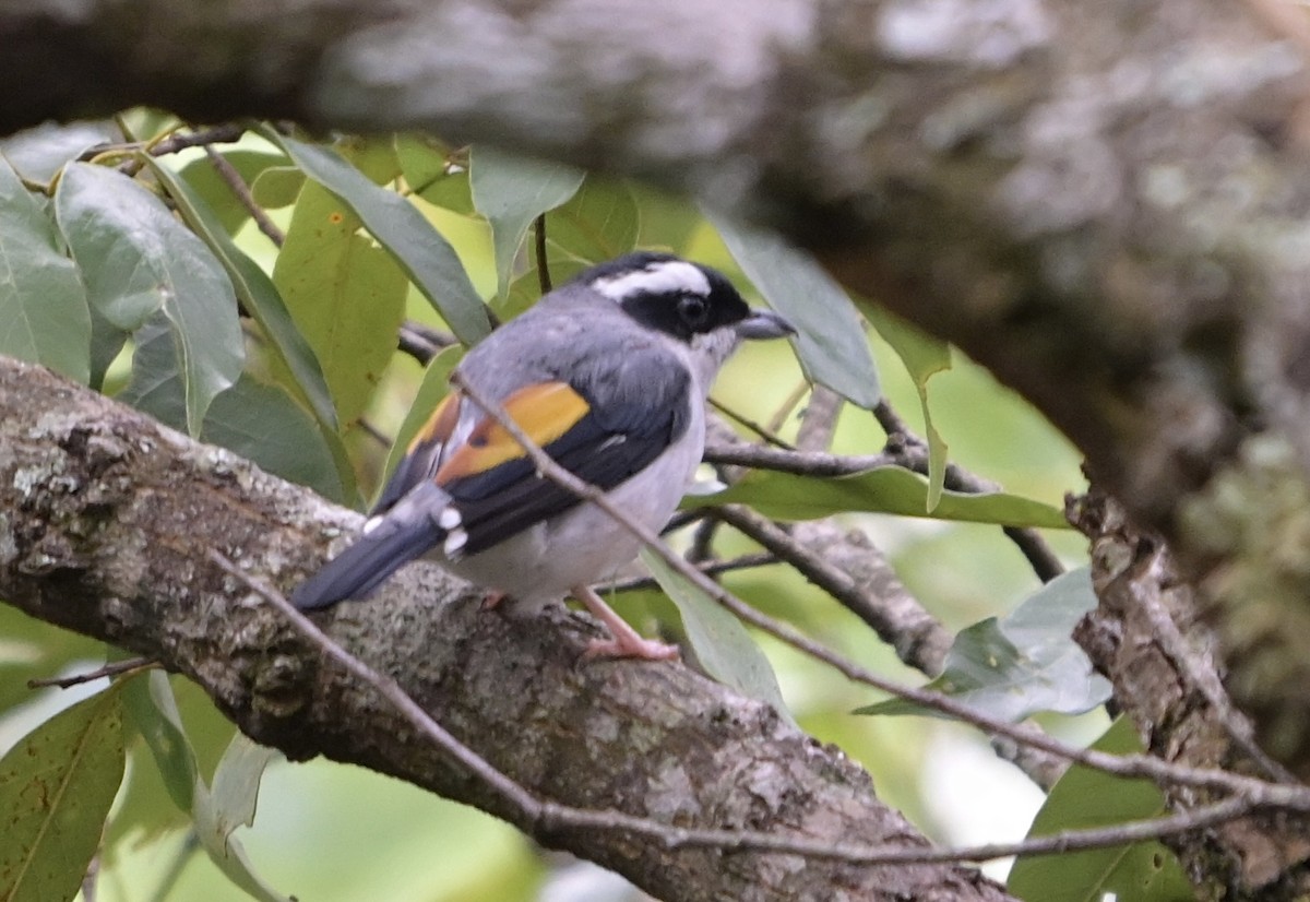 White-browed Shrike-Babbler - ML638509395