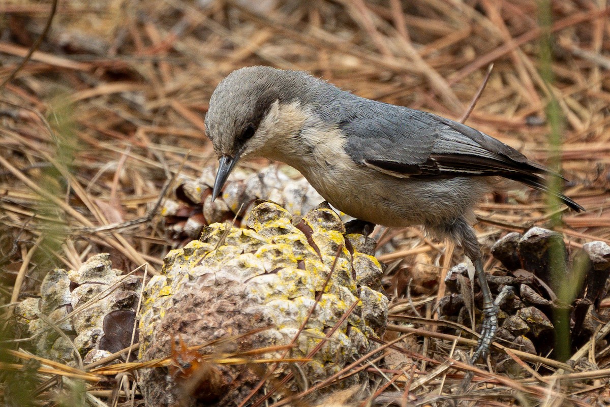 Pygmy Nuthatch - ML638509397